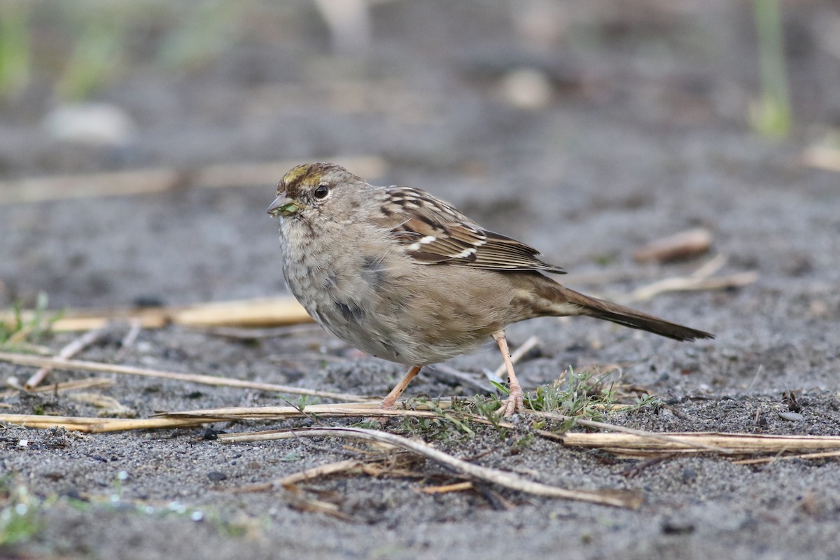 Golden-crowned Sparrow - ML617164292
