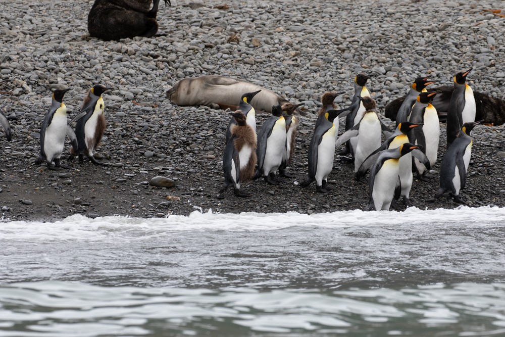 tučňák patagonský - ML617164299