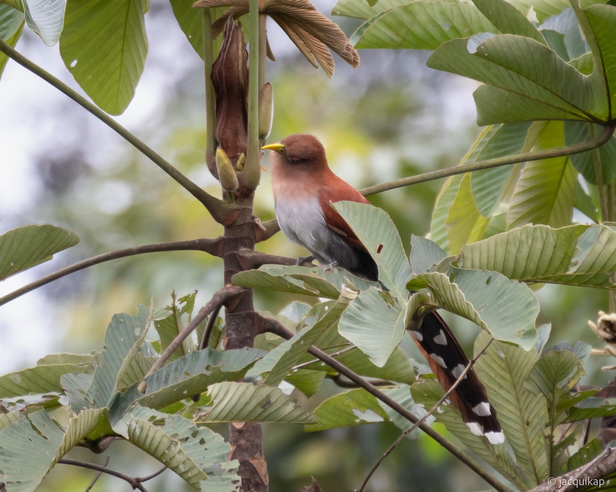 Squirrel Cuckoo (Amazonian) - ML617164310