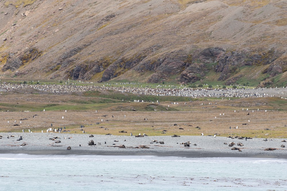 tučňák patagonský - ML617164315