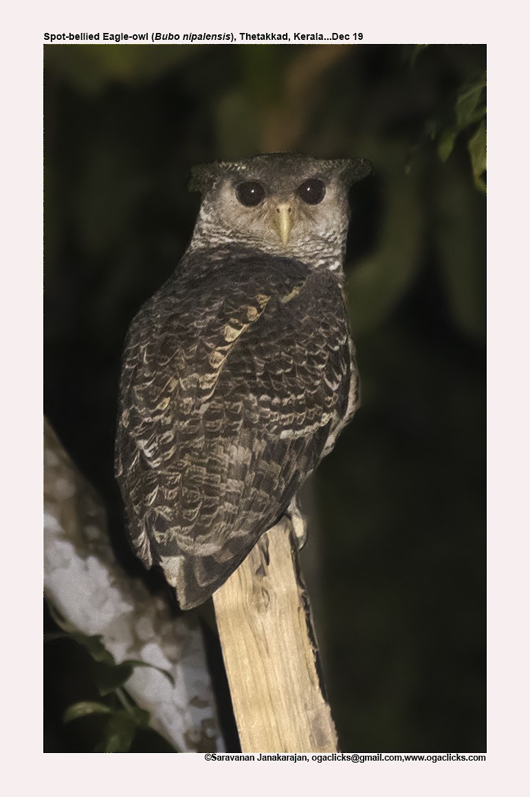 Spot-bellied Eagle-Owl - Saravanan Janakarajan