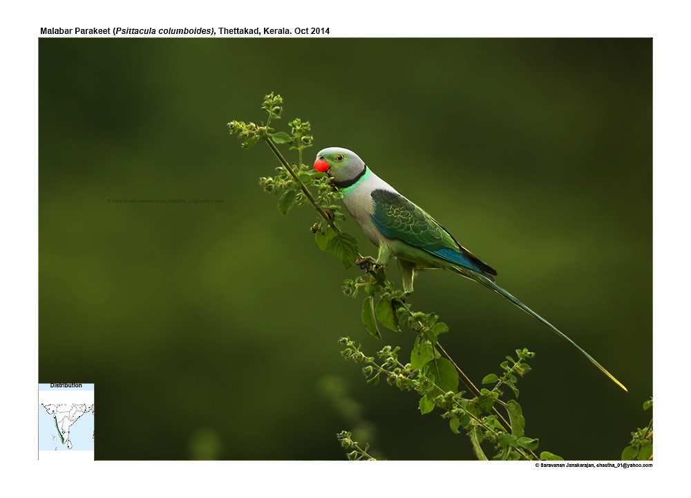 Malabar Parakeet - Saravanan Janakarajan