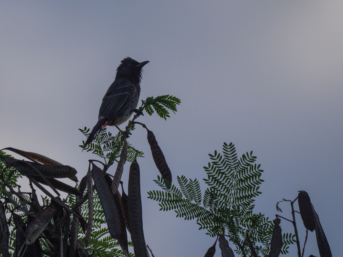 Red-vented Bulbul - ML617164533