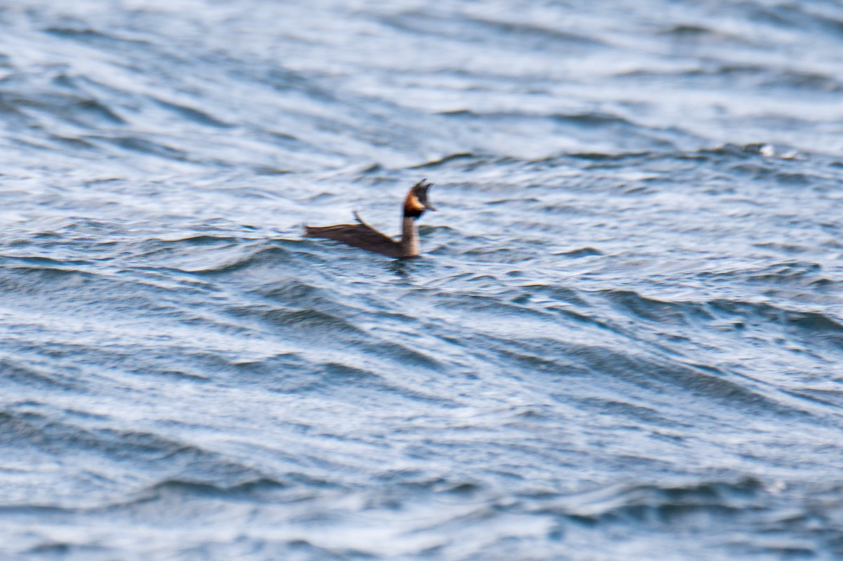 Great Crested Grebe - ML617164714