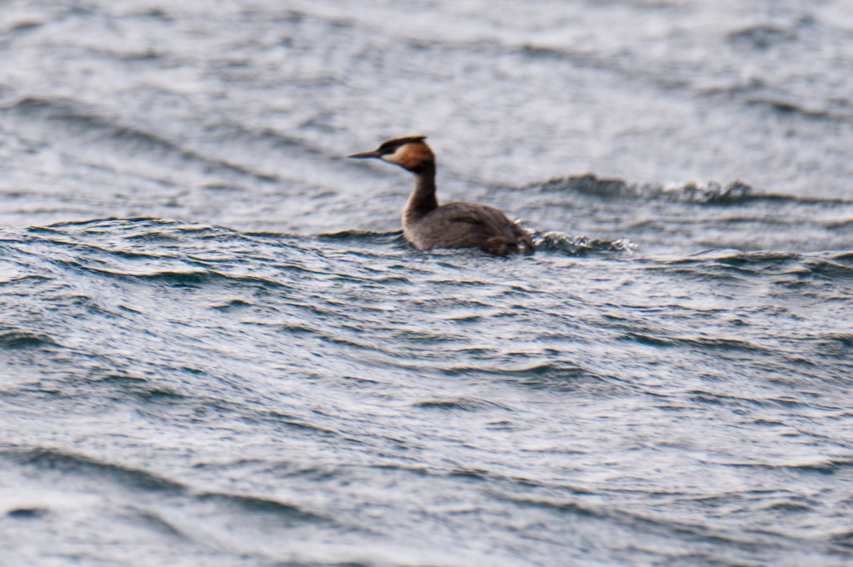 Great Crested Grebe - ML617164715