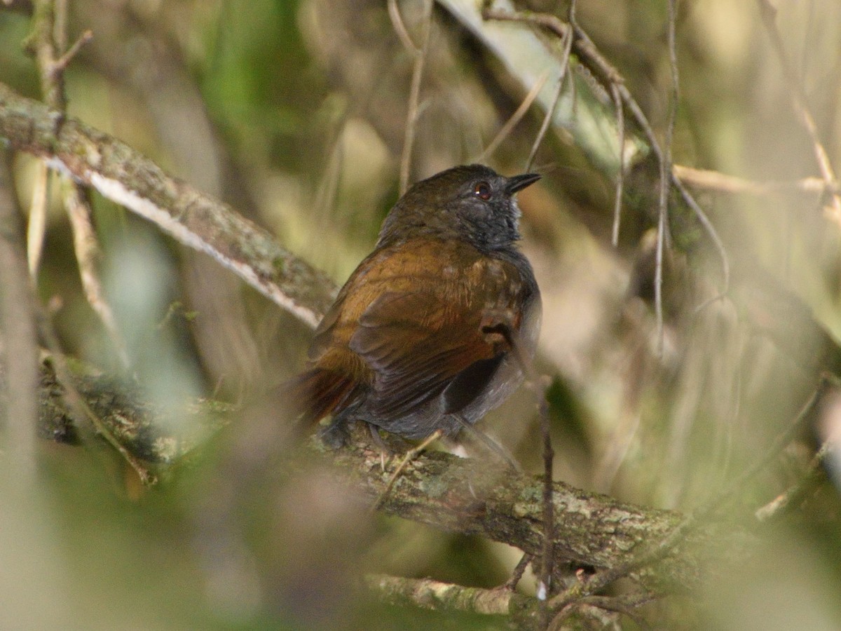 Gray-bellied Spinetail - ML617164720