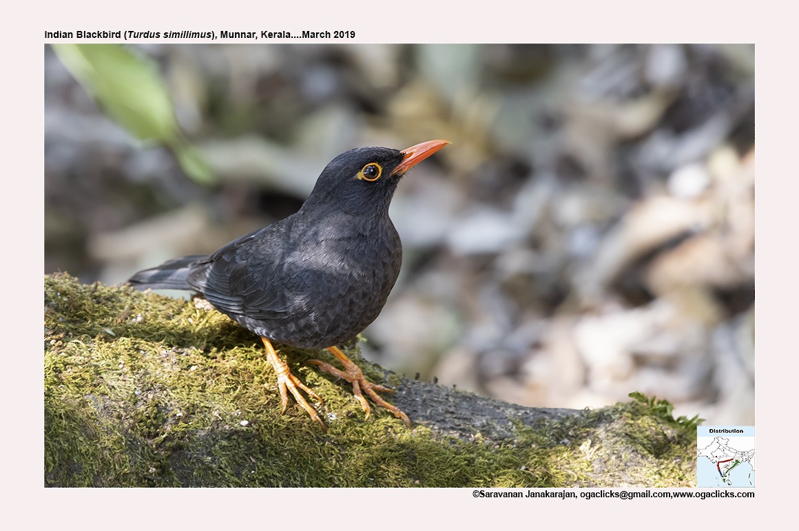 Indian Blackbird - ML617164752