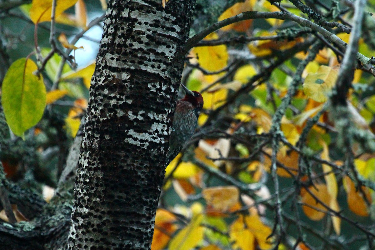Red-breasted Sapsucker - ML617164814