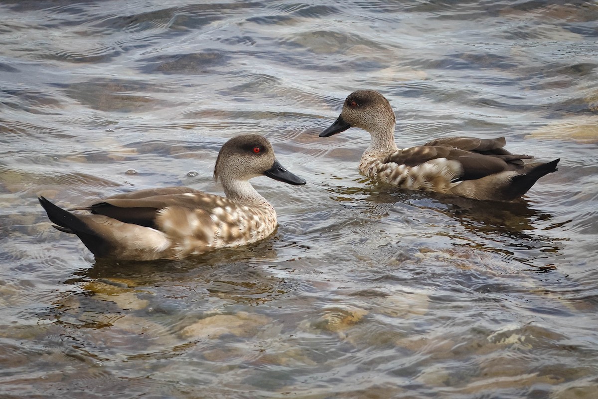 Crested Duck - ML617164944