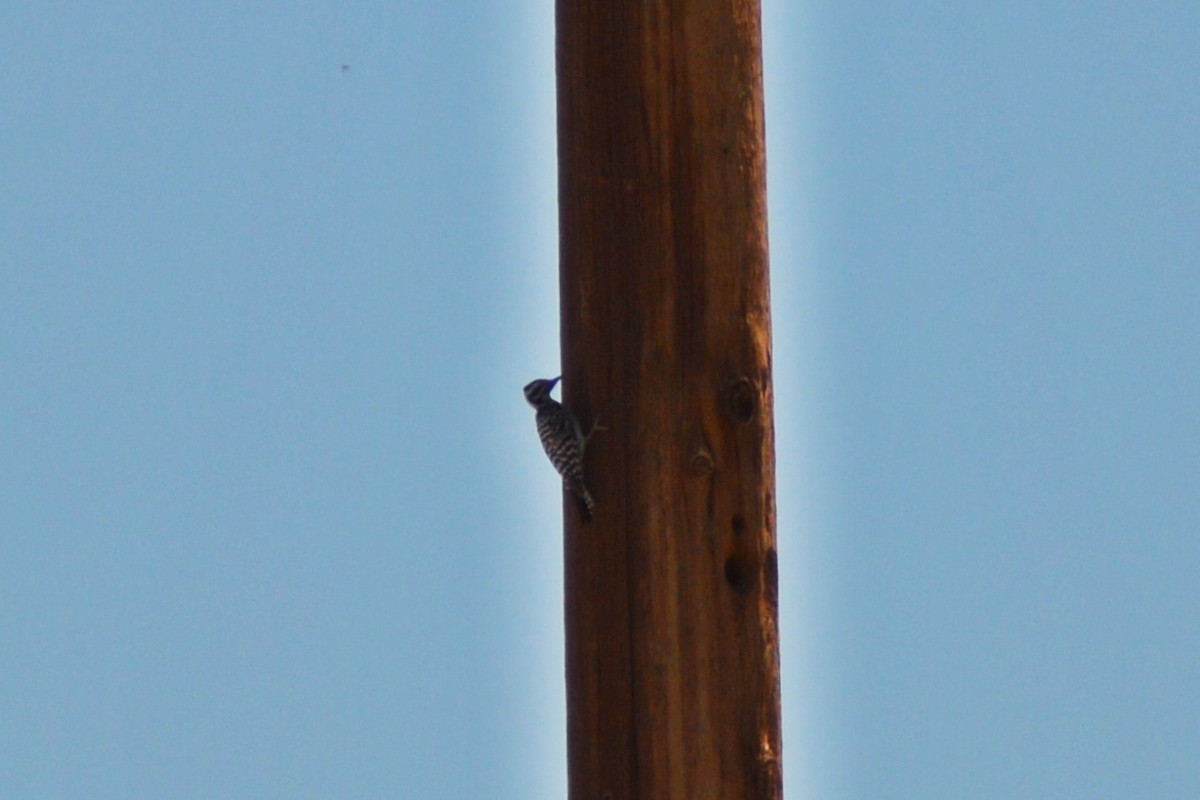Ladder-backed Woodpecker - ML617165002