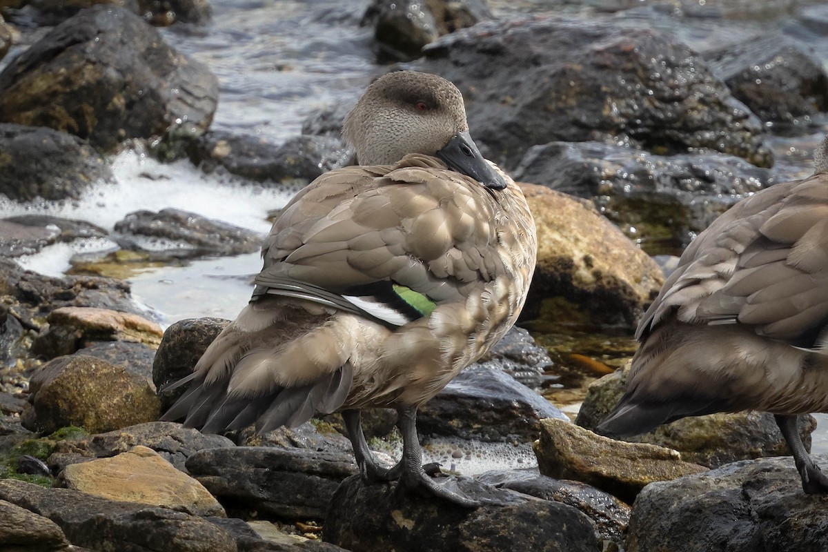 Crested Duck - ML617165094