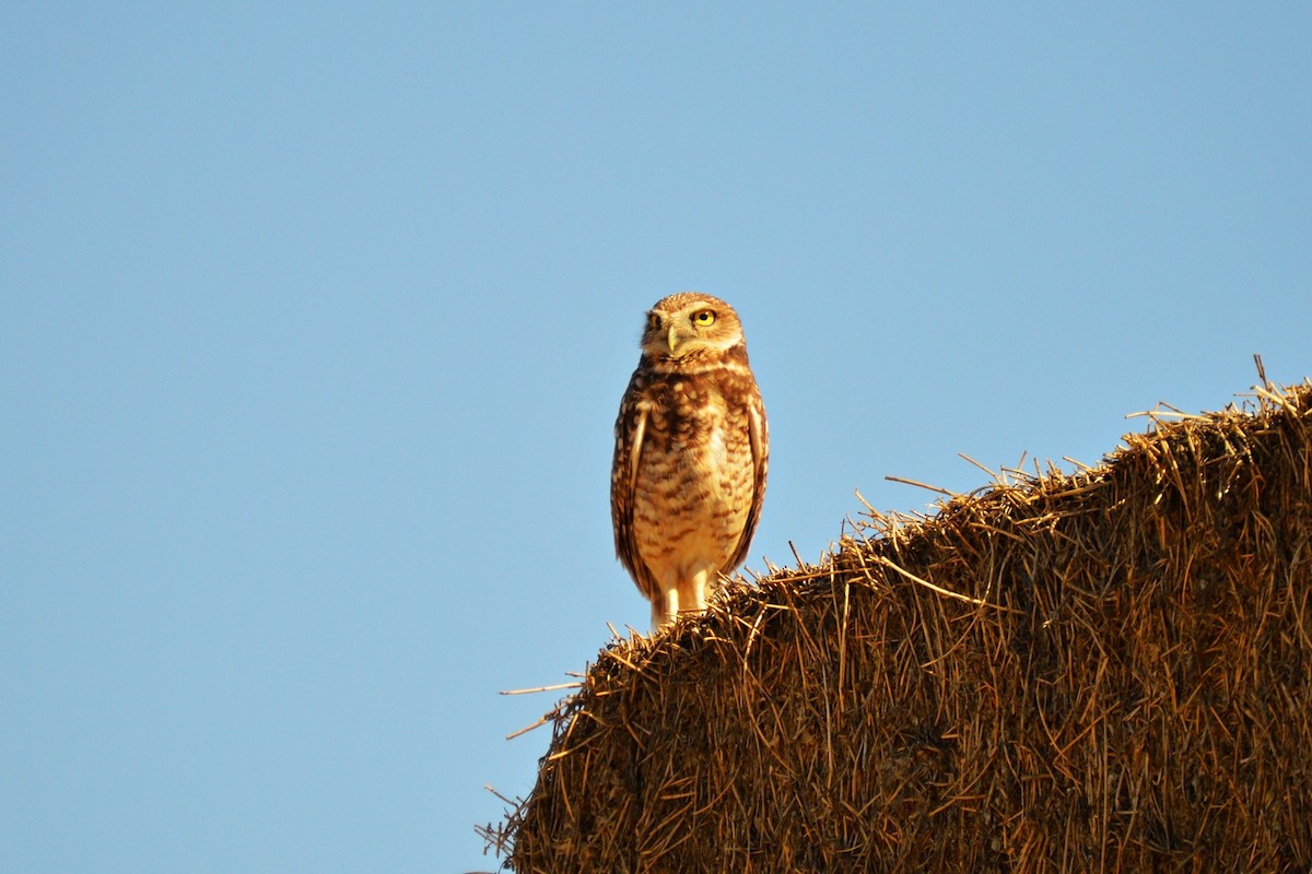 Burrowing Owl - ML617165159