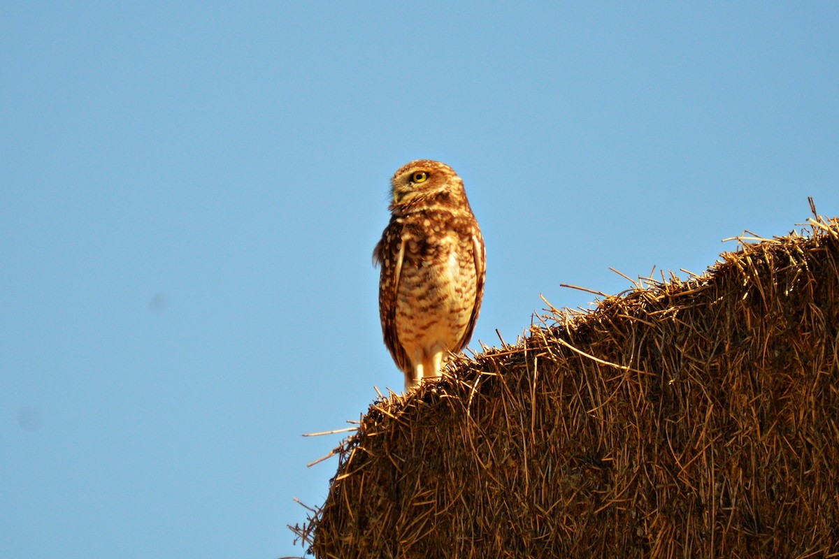 Burrowing Owl - ML617165160