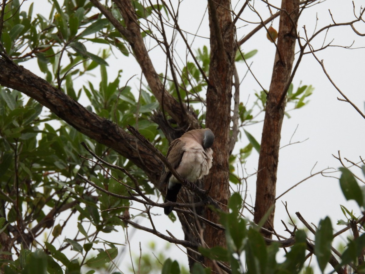 Emerald-spotted Wood-Dove - ML617165204