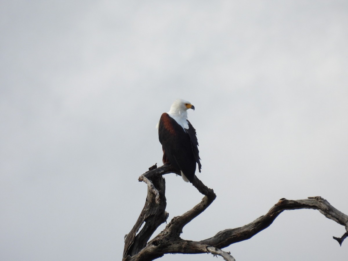 African Fish-Eagle - ML617165263