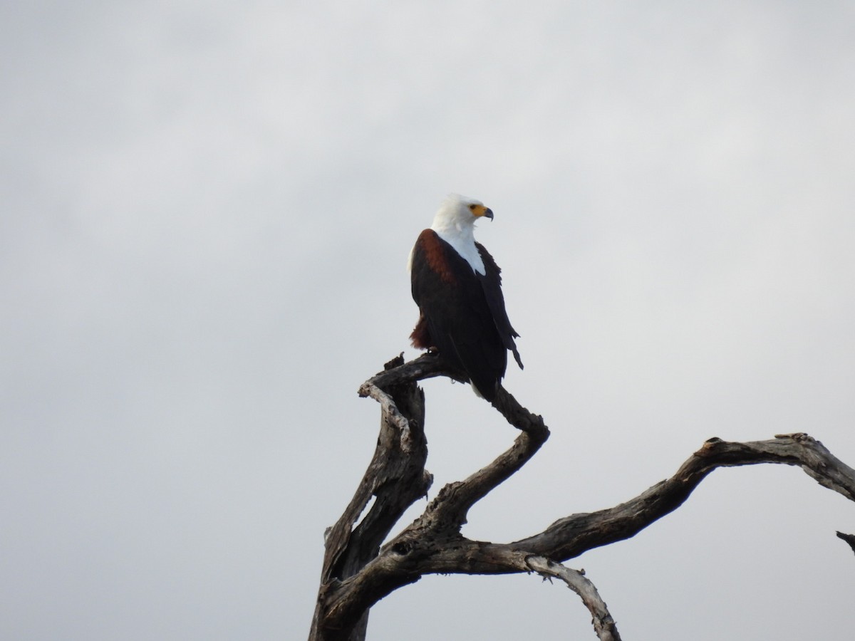 African Fish-Eagle - ML617165265