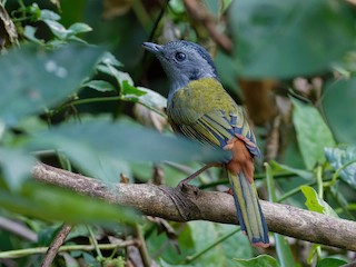  - Black-headed Shrike-Babbler