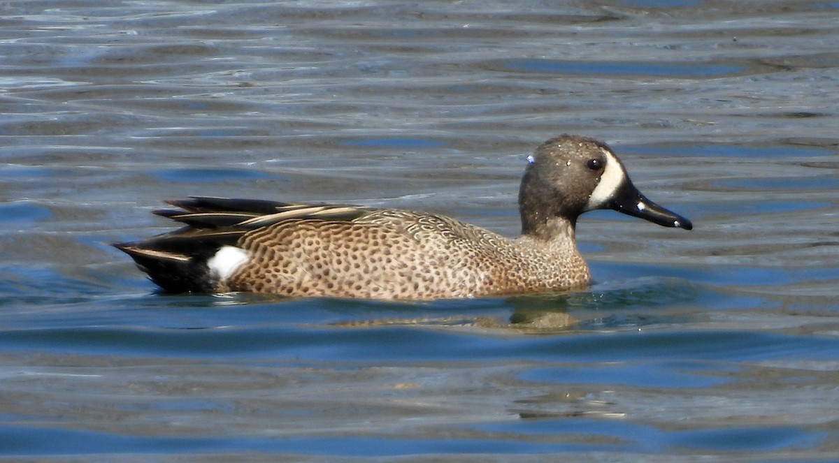 Blue-winged Teal - ML617165362
