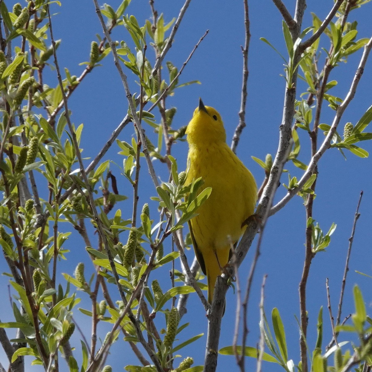 Yellow Warbler - ML617165426