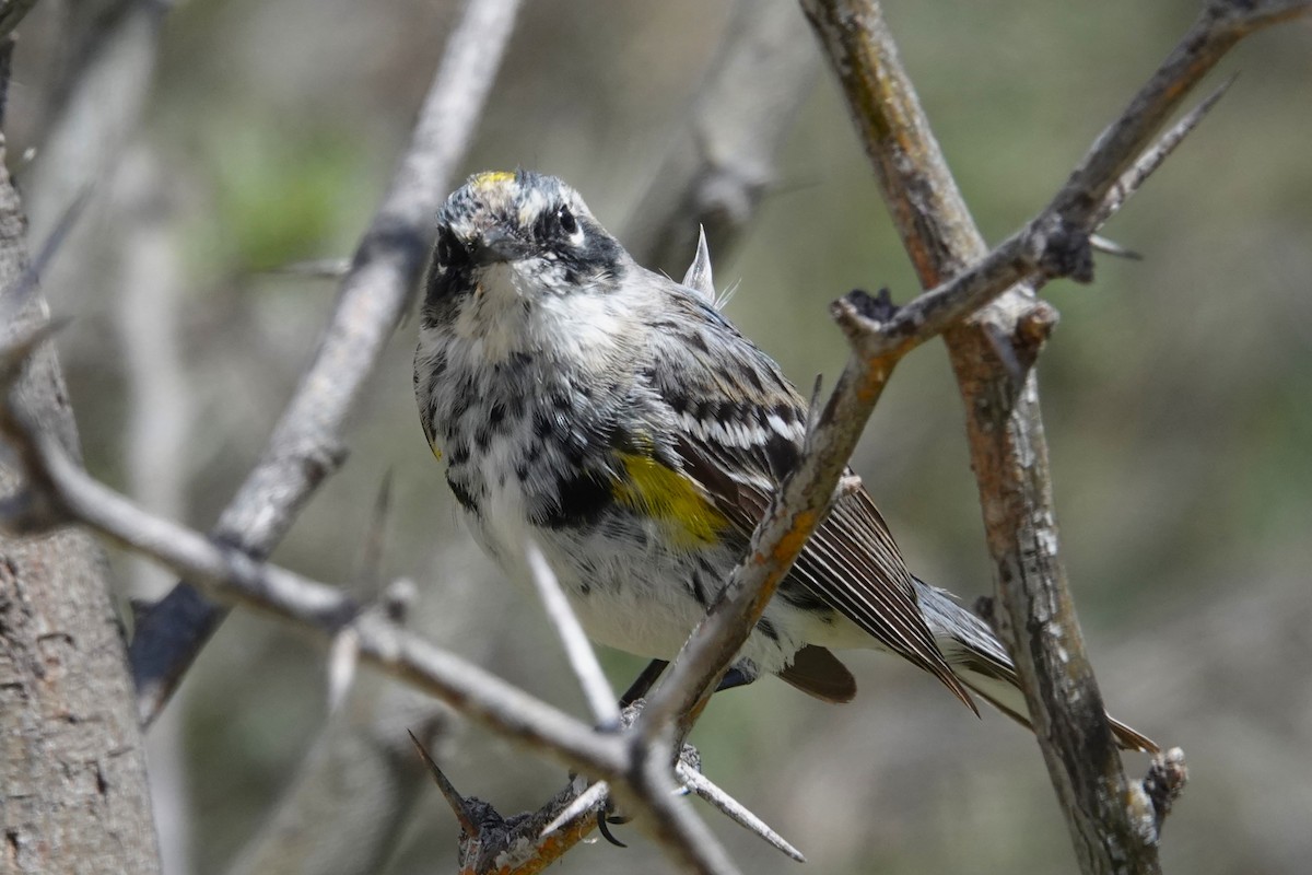 Yellow-rumped Warbler (Myrtle) - ML617165454