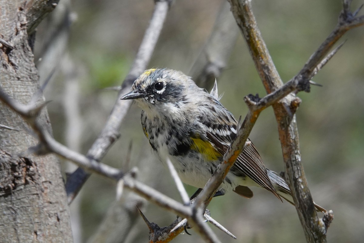 Yellow-rumped Warbler (Myrtle) - Cliff Cordy
