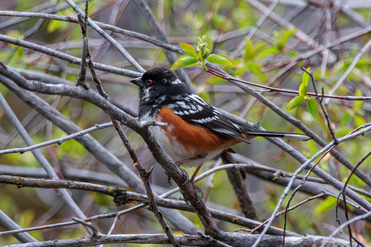 Spotted Towhee - ML617165474