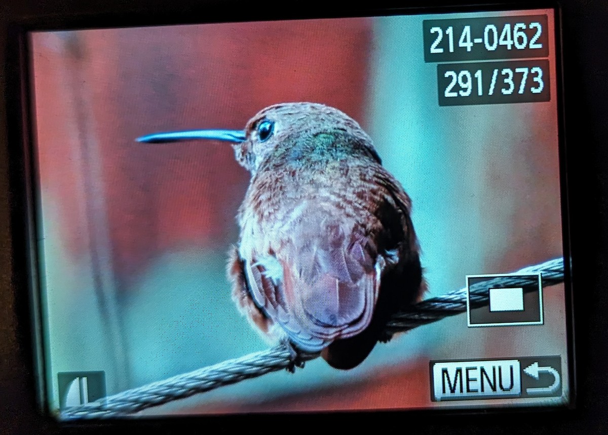 kolibřík mexický - ML617165577
