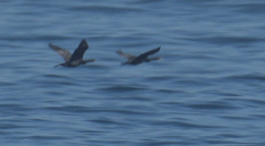 Double-crested Cormorant - ML617165679