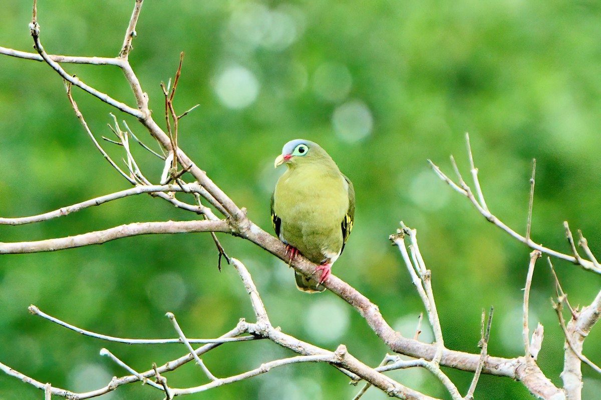 Thick-billed Green-Pigeon - ML617165687