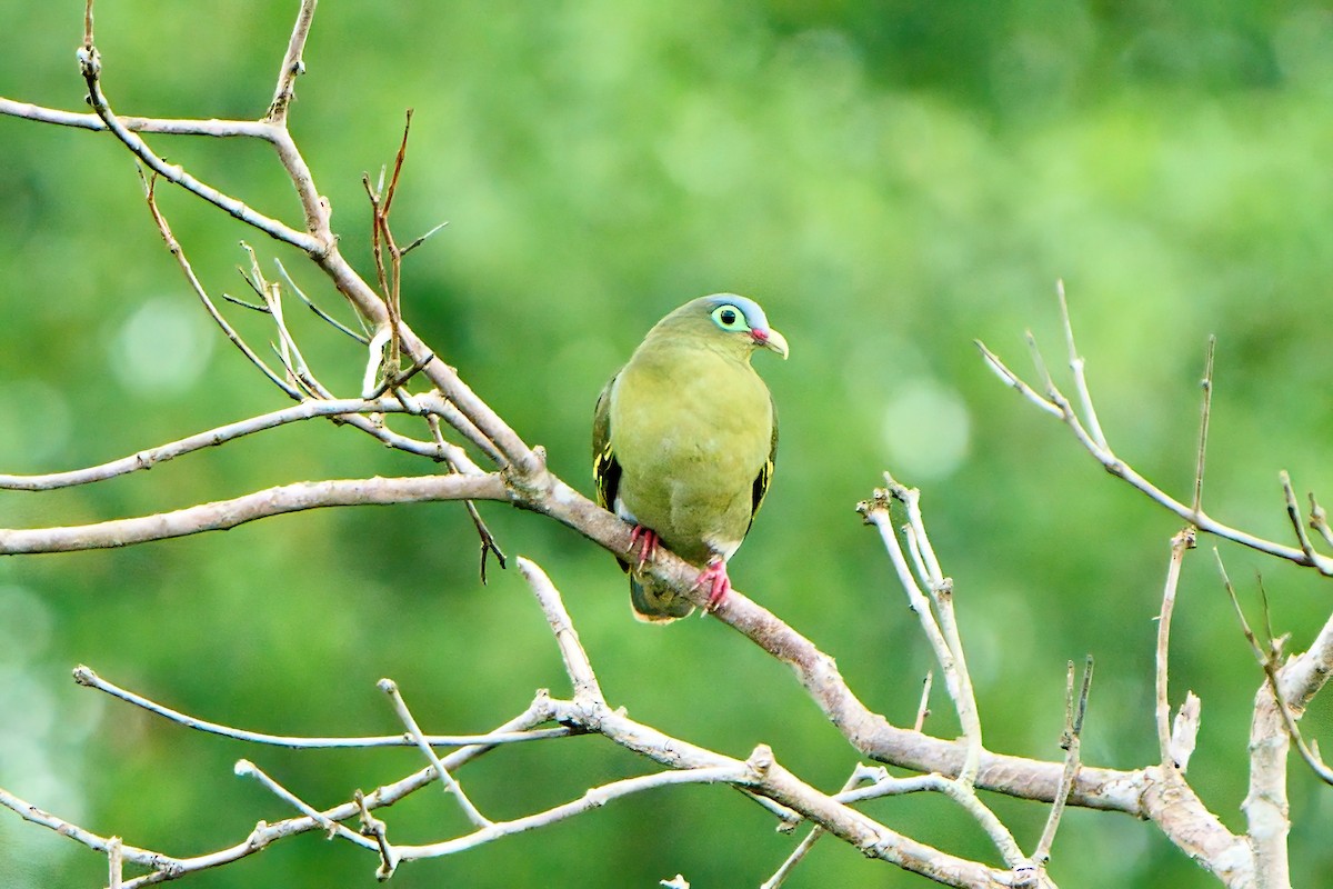 Thick-billed Green-Pigeon - Yuh Woei Chong