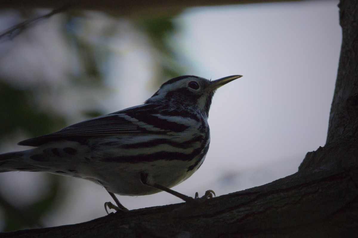 Black-and-white Warbler - ML617165691