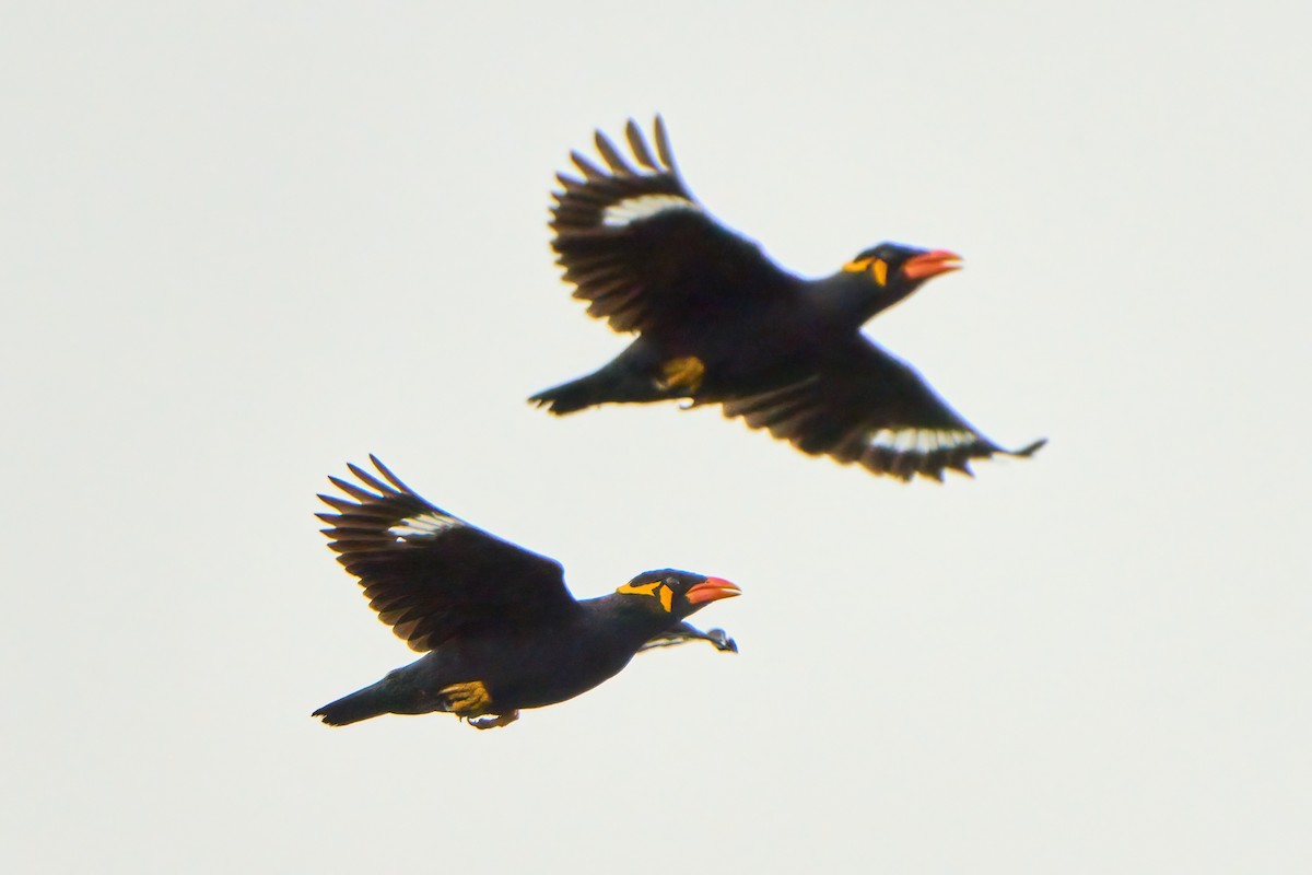 Common Hill Myna - Yuh Woei Chong