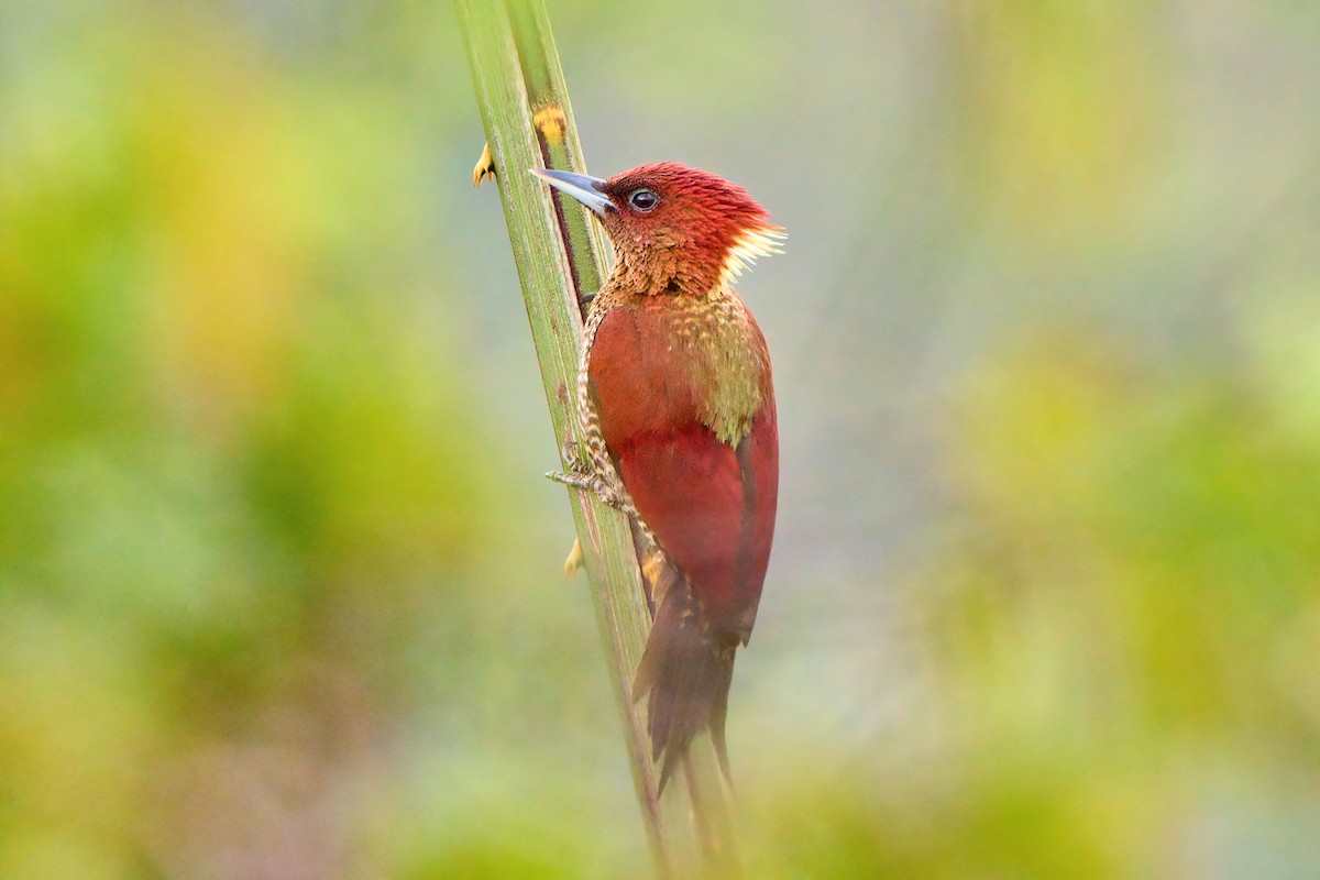 Banded Woodpecker - Yuh Woei Chong