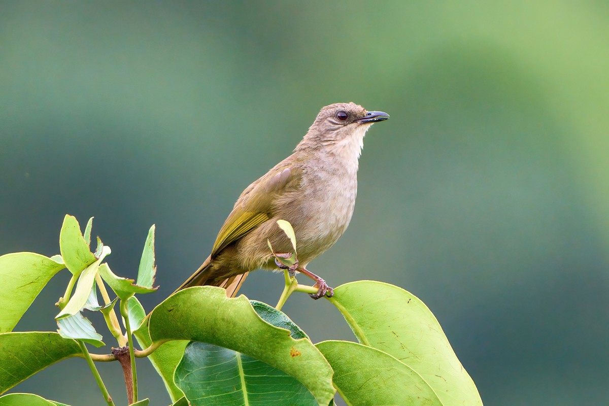 Olive-winged Bulbul - Yuh Woei Chong