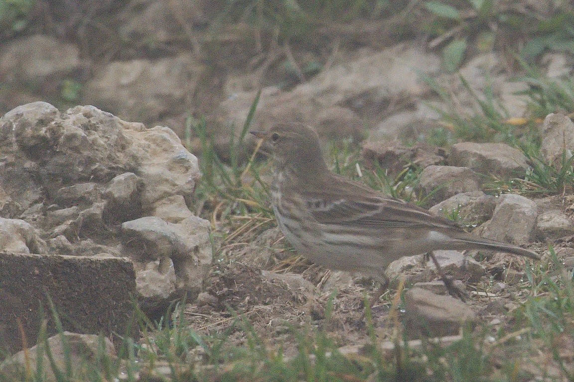 Water Pipit - ML617165750