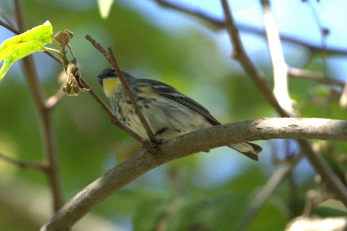 Yellow-rumped Warbler (Audubon's) - ML617165751