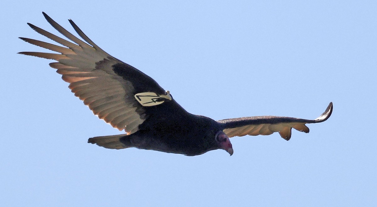 Turkey Vulture - George Nothhelfer