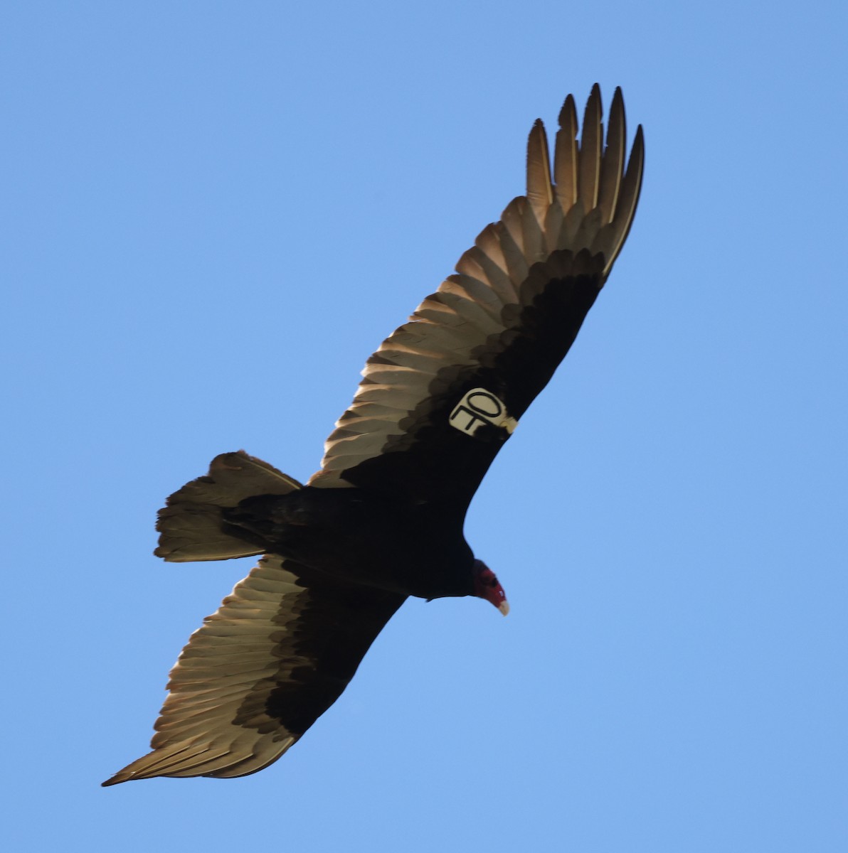 Turkey Vulture - ML617165766