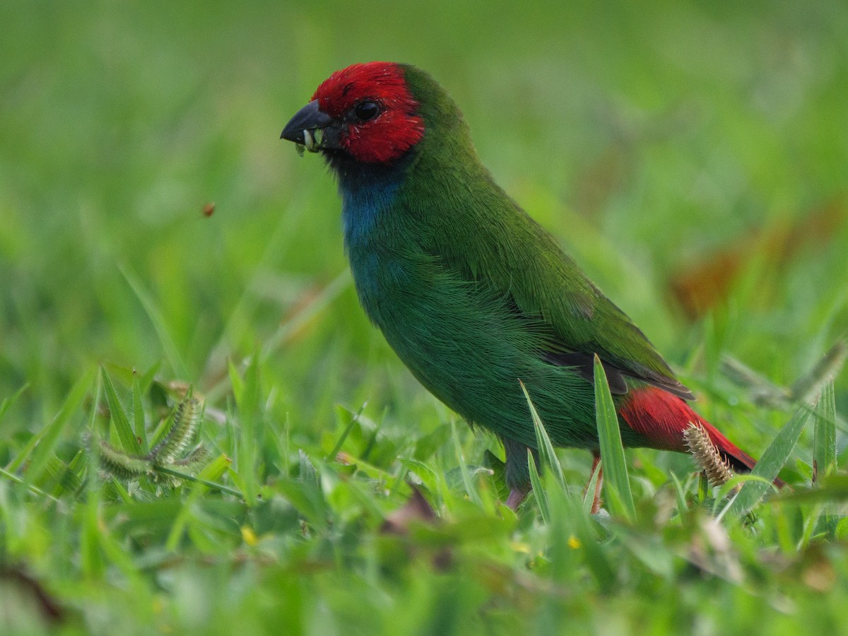 Fiji Papağan İspinozu - ML617165995