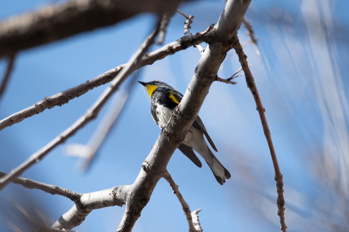Yellow-rumped Warbler (Audubon's) - ML617166052