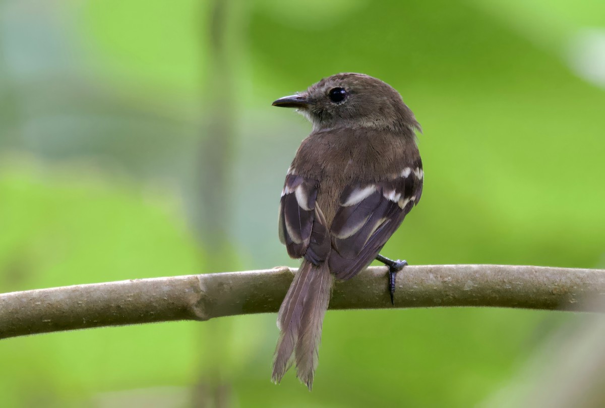 Olive-chested Flycatcher - ML617166159