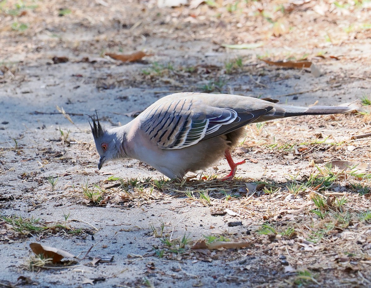 Crested Pigeon - ML617166183