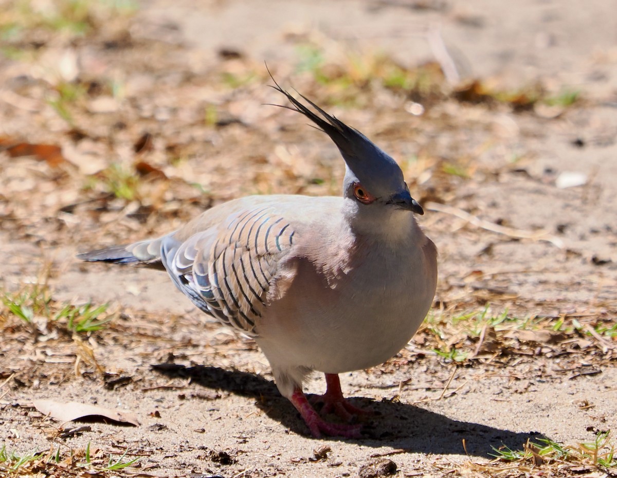 Crested Pigeon - ML617166185