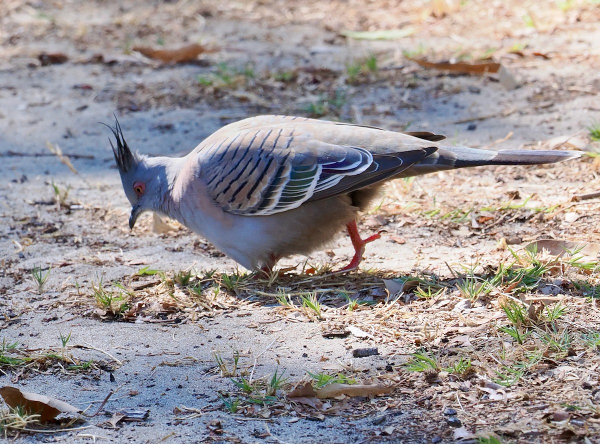 Crested Pigeon - ML617166186