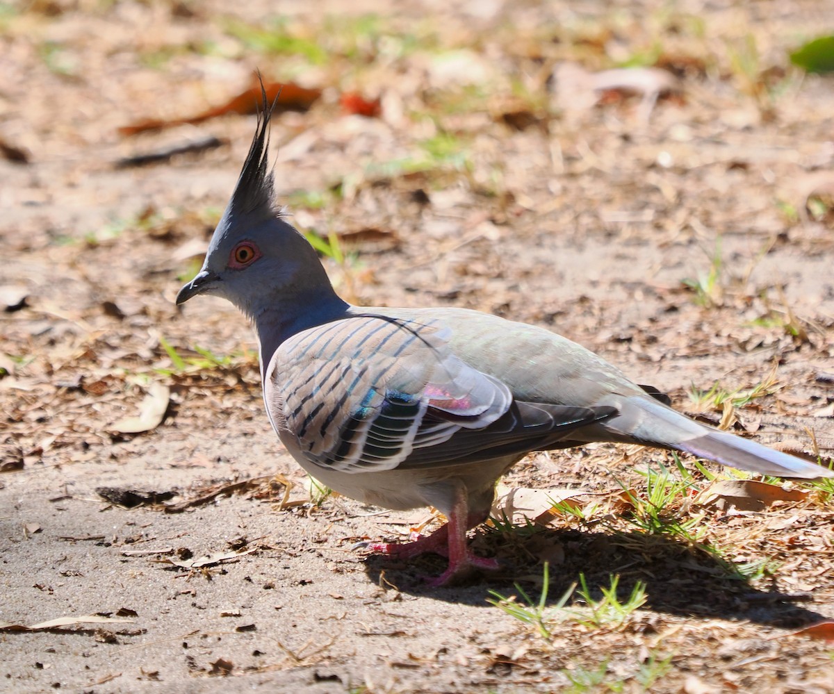 Crested Pigeon - ML617166187