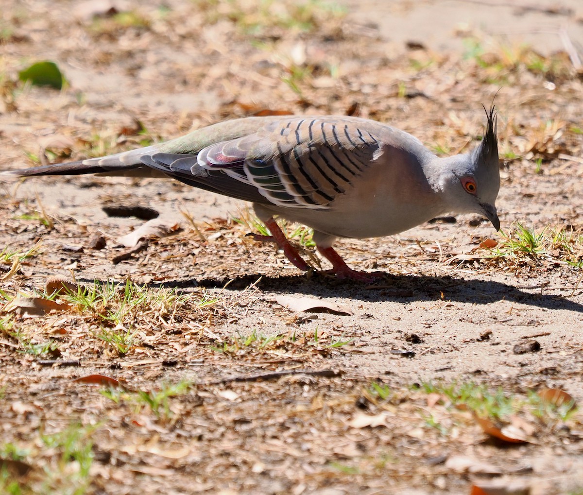 Crested Pigeon - ML617166188