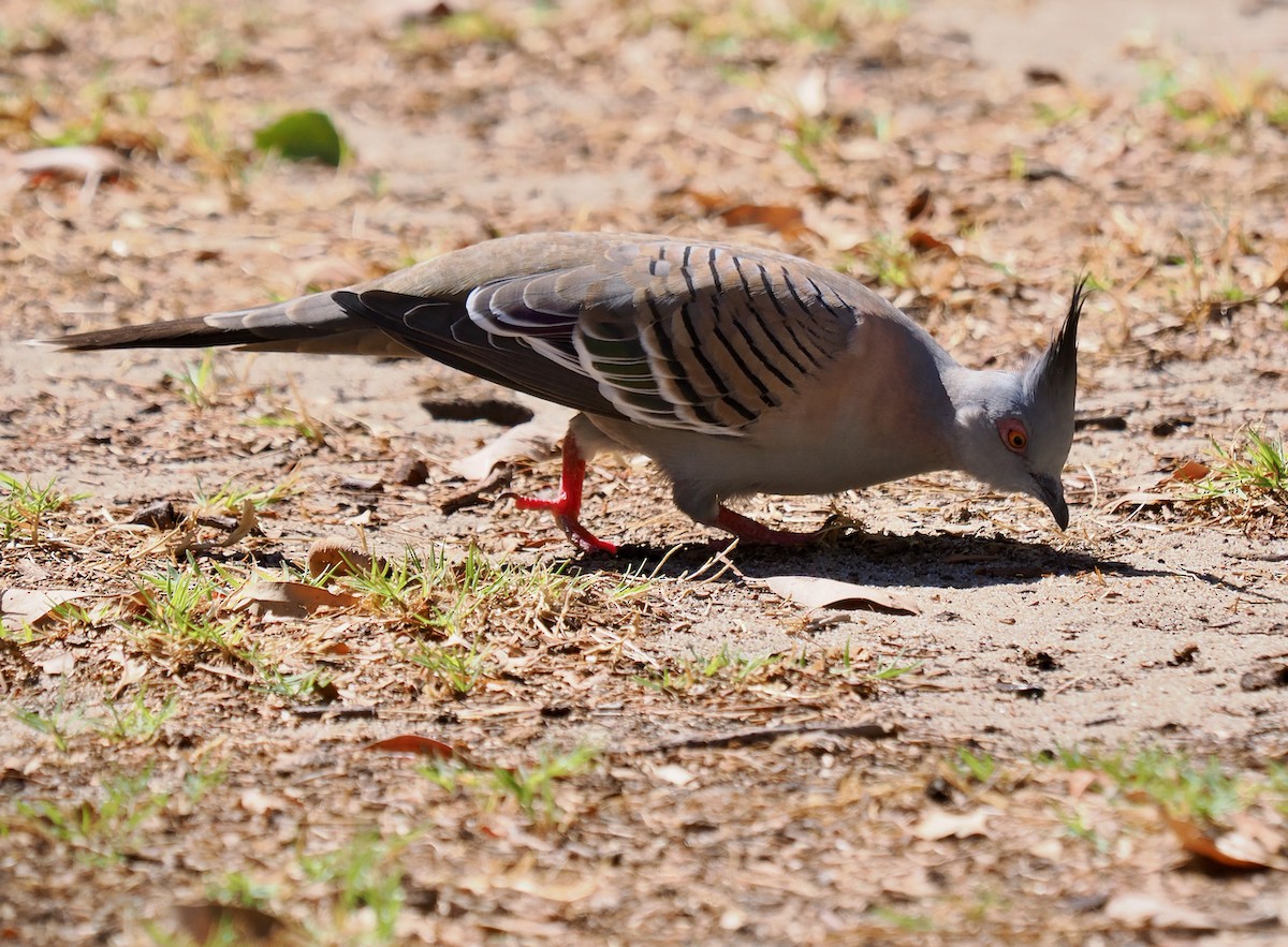 Crested Pigeon - ML617166189