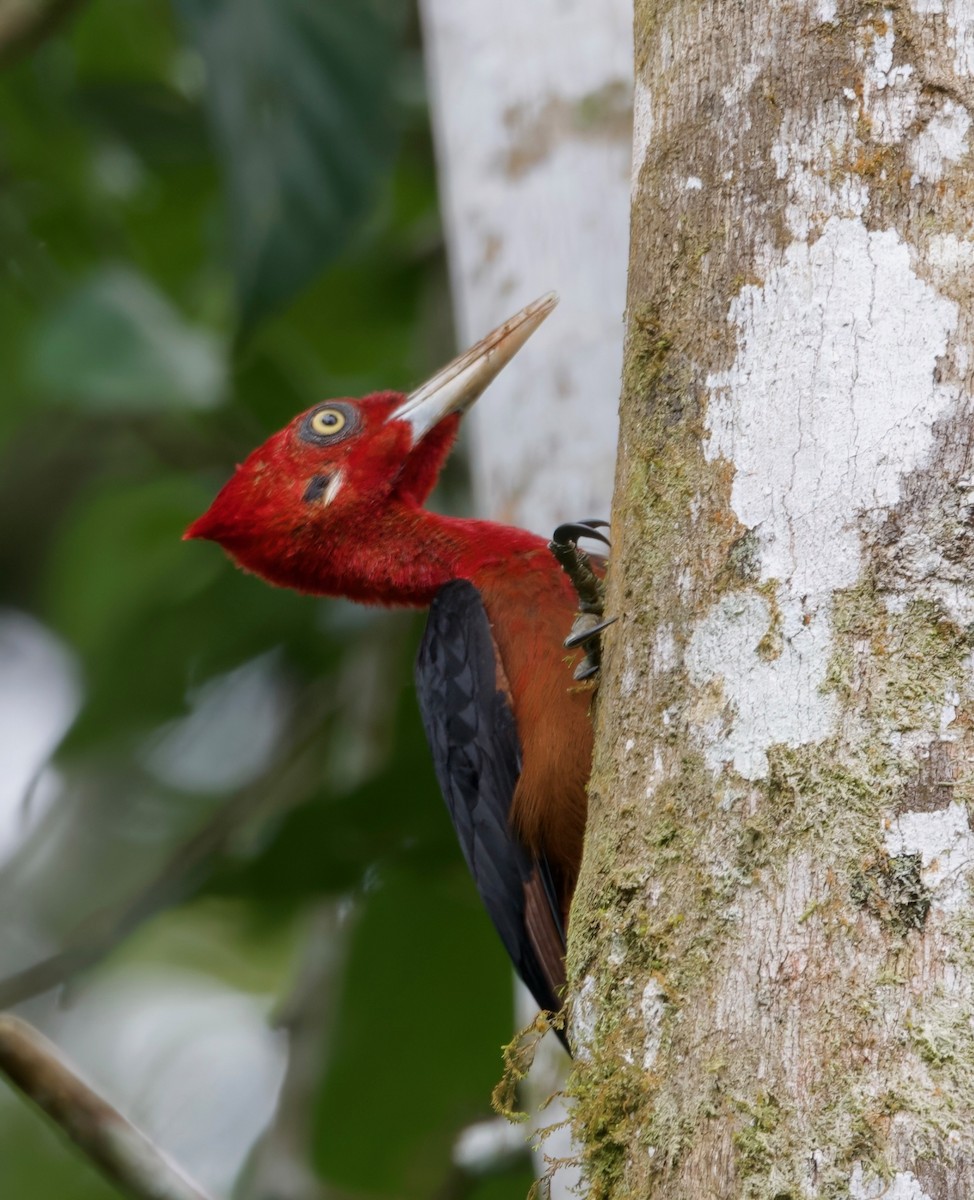 Red-necked Woodpecker - ML617166200
