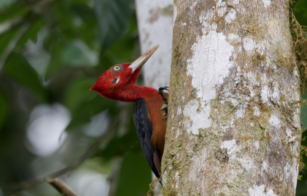 Red-necked Woodpecker - ML617166201