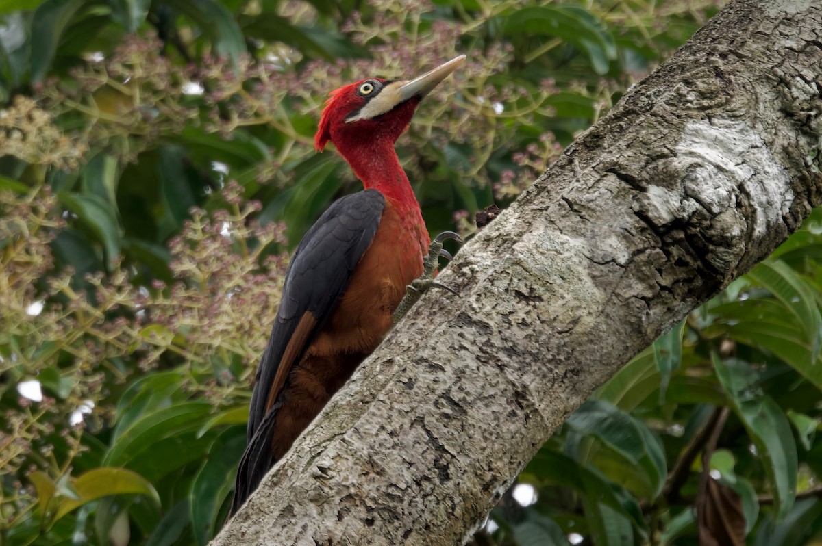 Red-necked Woodpecker - ML617166202